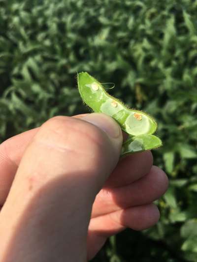 Soybean pod