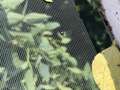 Photo of nymph green stink bugs in insect trap.