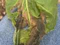 Wilted tobacco leaf affected by brown spot