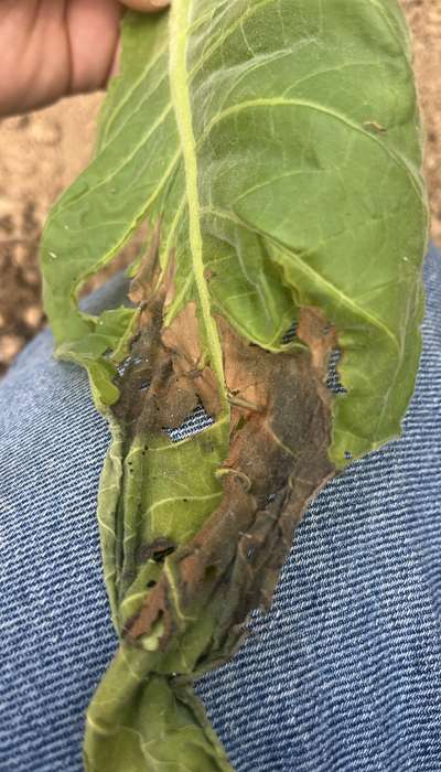 Wilted tobacco leaf affected by brown spot