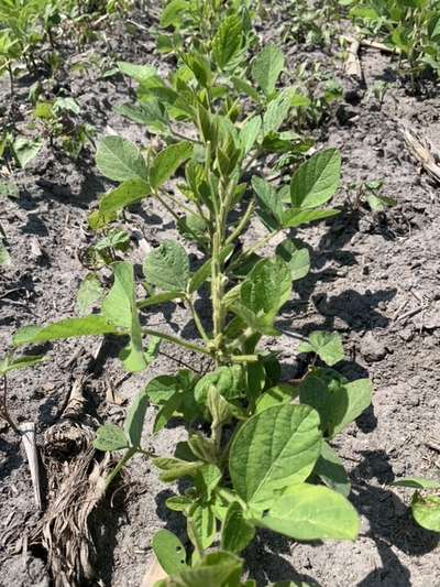 Multiple soybean plants with top trifoliolate leaves and stem eaten