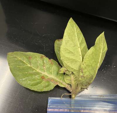 Tobacco plant with leaf lesion consistent with TSWV symptoms