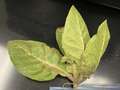 Tobacco plant with leaf lesion consistent with TSWV symptoms