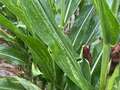 Corn leaf with small yellow/light green spots on it