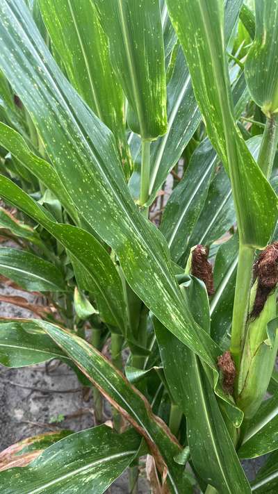 Corn leaf with small yellow/light green spots on it