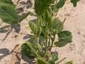 Leafless soybean stems