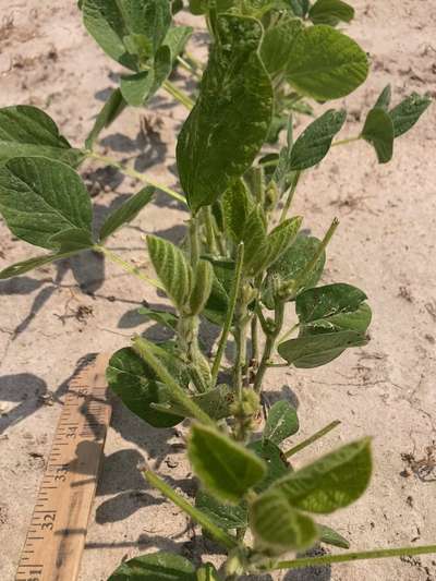 Leafless soybean stems