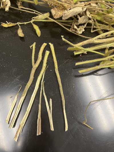 Soybean stems split in half lengthwise