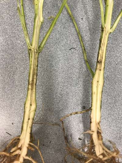 Soybean stems