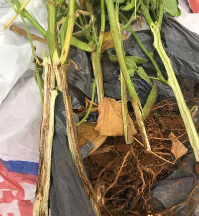 Soybean stems