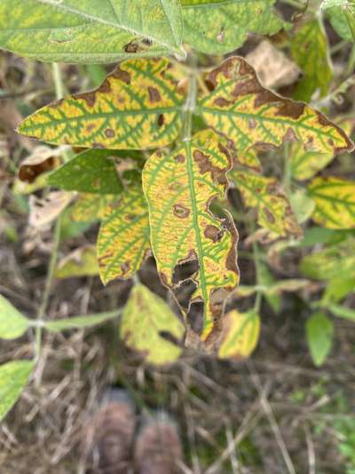 Soybean leaf with yellowing and browning symptoms