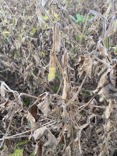 Soybean stems affected by browning out in the field