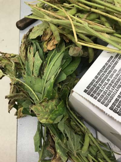 Soybean plant