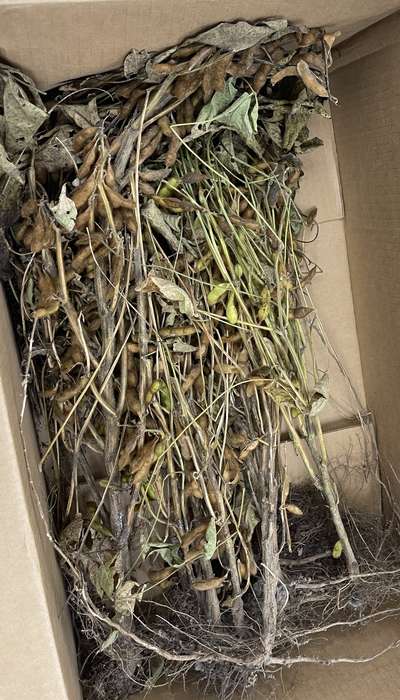 Soybean sample as it was received by clinic