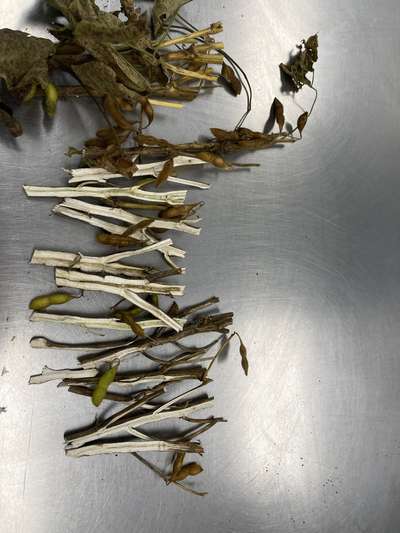 Soybean stems split in half lengthwise