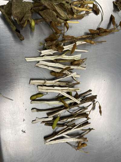 Soybean stems split in half lengthwise