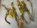 Soybean stems