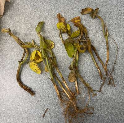 Soybean stems