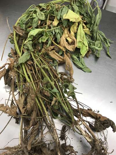 Soybean plant