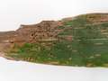 Corn leaf with black stromata from tar spot