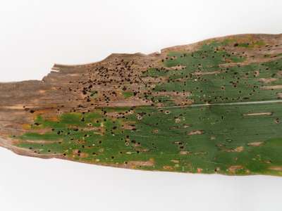 Corn leaf with black stromata from tar spot