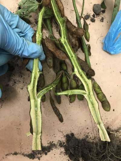 Soybean stems