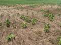 Broad photo of soybean field showing snapped plants and lodging