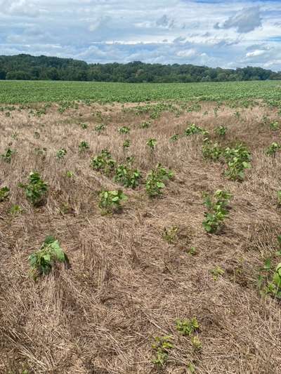 Broad photo of soybean field showing snapped plants and lodging