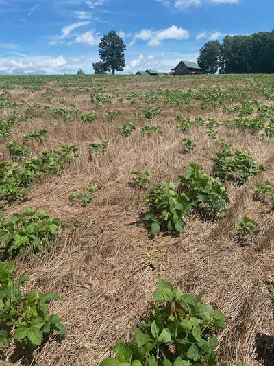Broad photo of soybean field showing snapped plants and lodging
