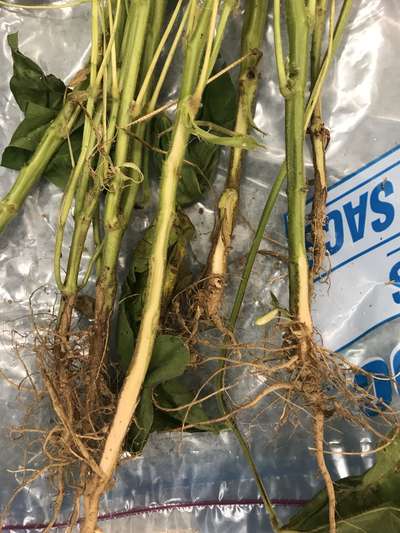 Soybean stems
