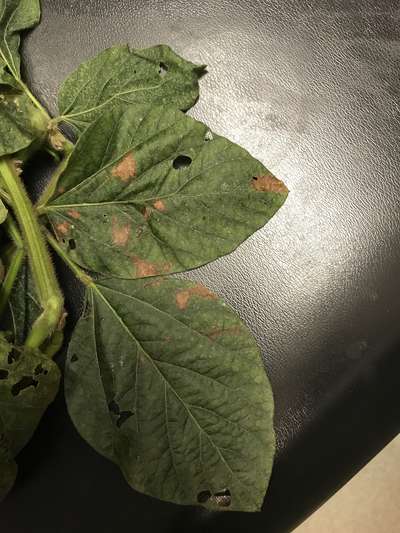 Soybean leaves