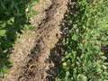 Affected plants in field