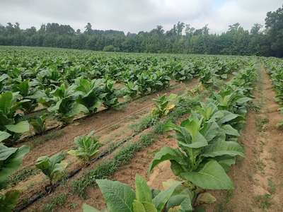 Tobacco field affected by TSWV
