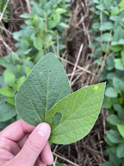 Soybean leaves