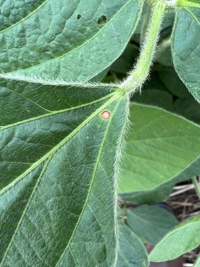 Soybean leaves