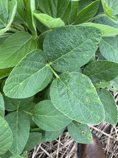 Soybean leaves