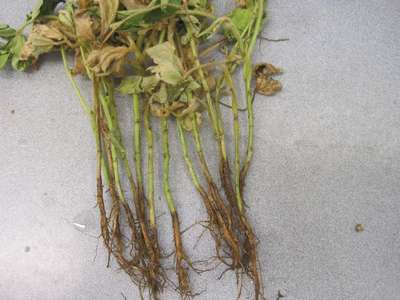 Soybean stems