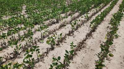 Soybean field