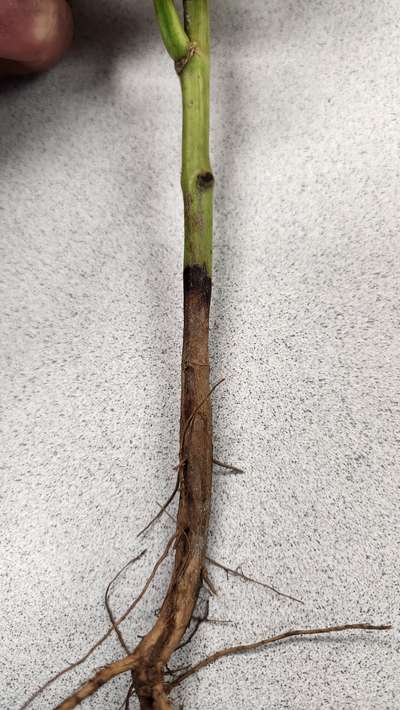 Soybean stem