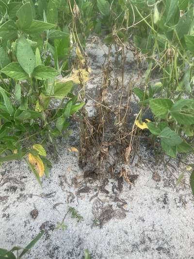 Soybean plant