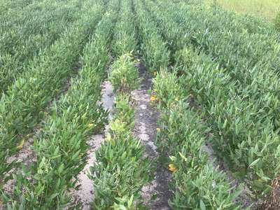 Affected field