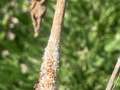 Soybean stem