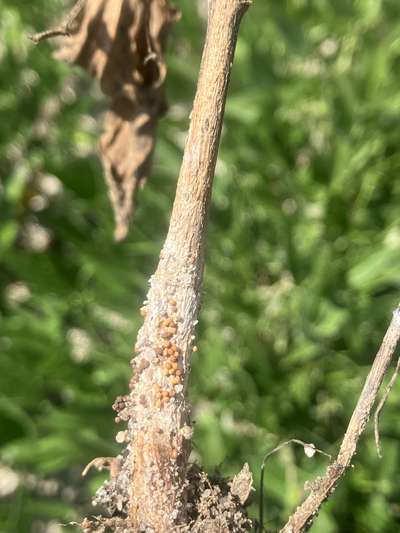 Soybean stem