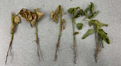 Soybean stems