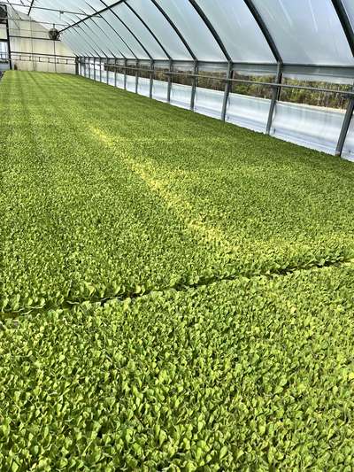 Tobacco float trays with a strip of yellowing plants