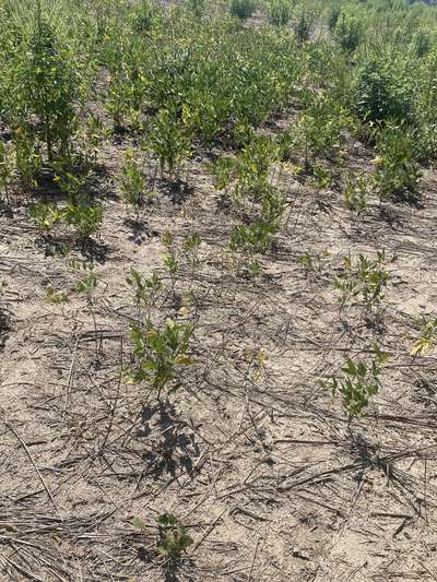 Broad photo of soybeans with yellowing of leaves and poor stand