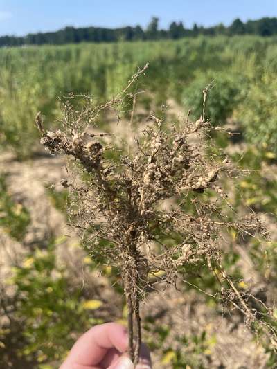 Up-close photo of soybean roots with galling symptoms