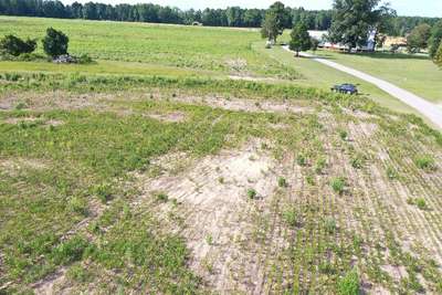 Broad photo of soybeans with yellowing of leaves and poor stand