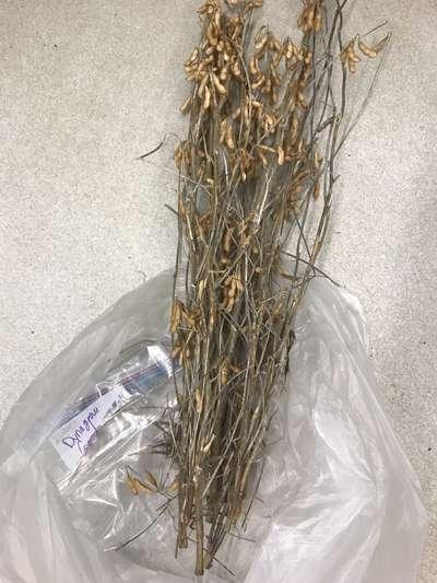 Soybean plant