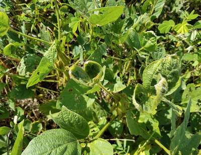 Soybean plants with malformed leaves in the field